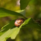 Friedliche Rast auf einem Blatt in der Sonne