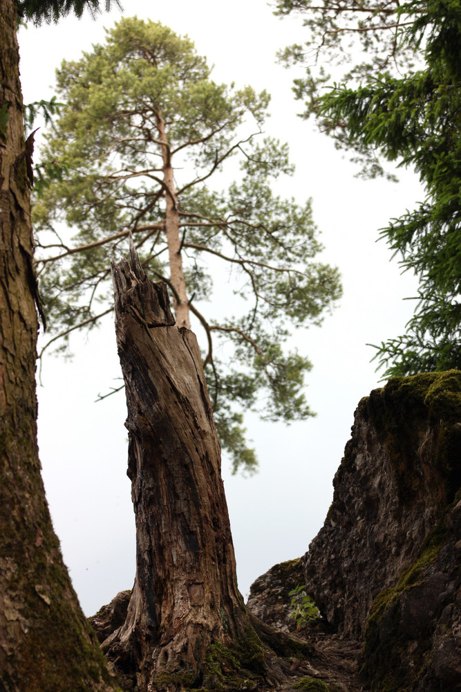 Friedliche Ruhe im Wald