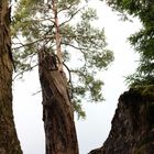 Friedliche Ruhe im Wald