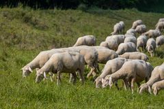 Friedliche Schafe