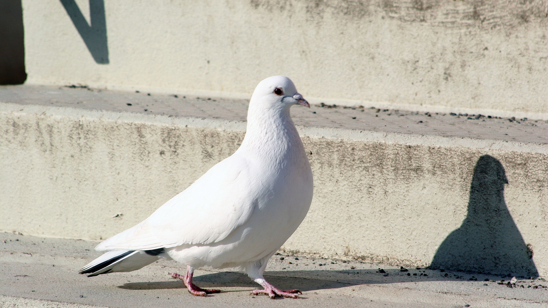 friedliche Taube