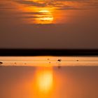 Friedlicher Morgen im Amboseli Park