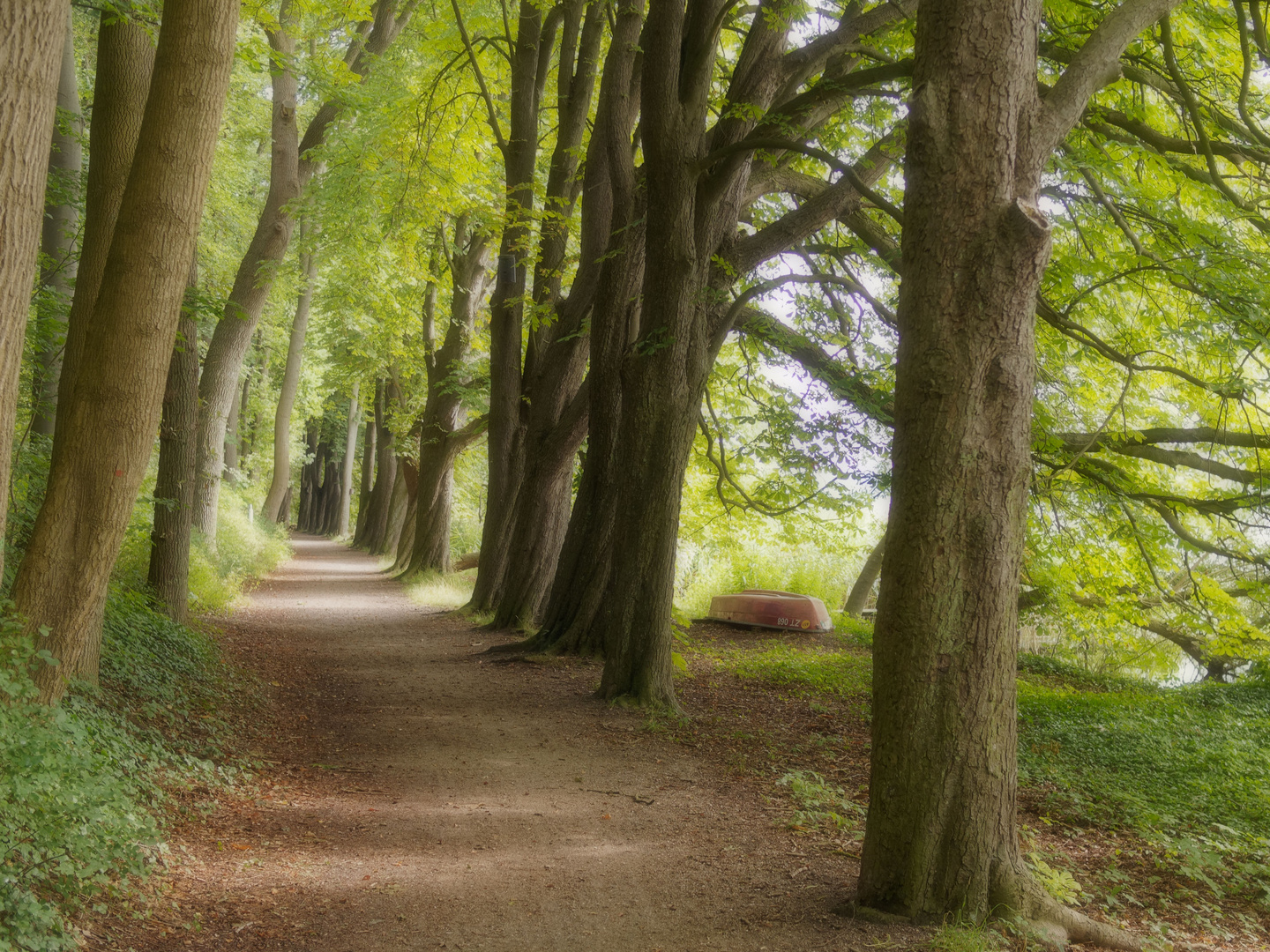 Friedlicher Waldweg