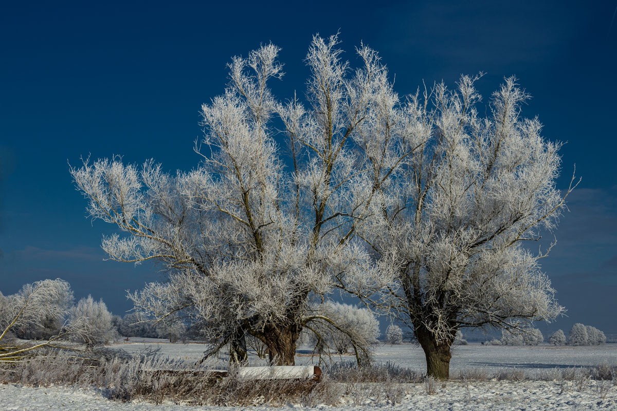 Friedlicher Wintermorgen