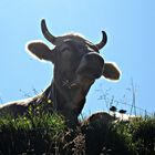 Friedliches Allgäuer Braunrind beim Widerkäuen im Gegenlicht.