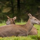 Friedliches Beisammensein