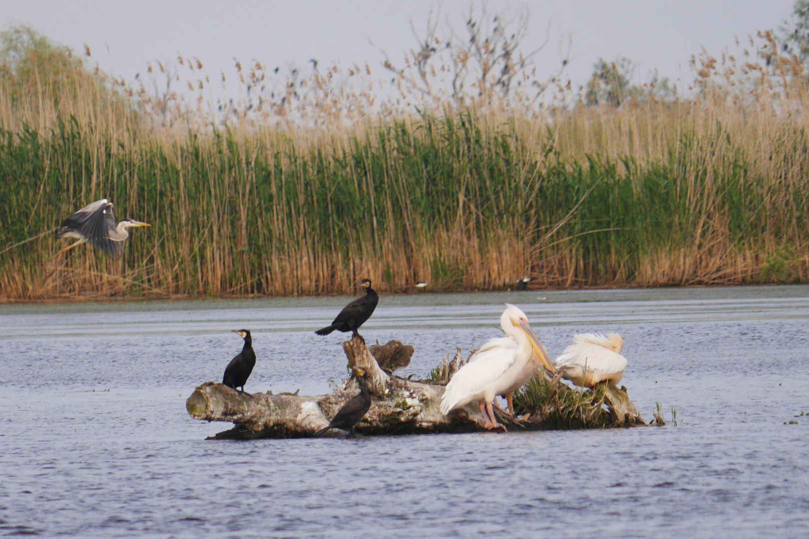 Friedliches Beisammensein im Donaudelta