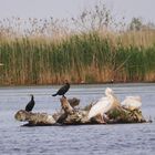 Friedliches Beisammensein im Donaudelta