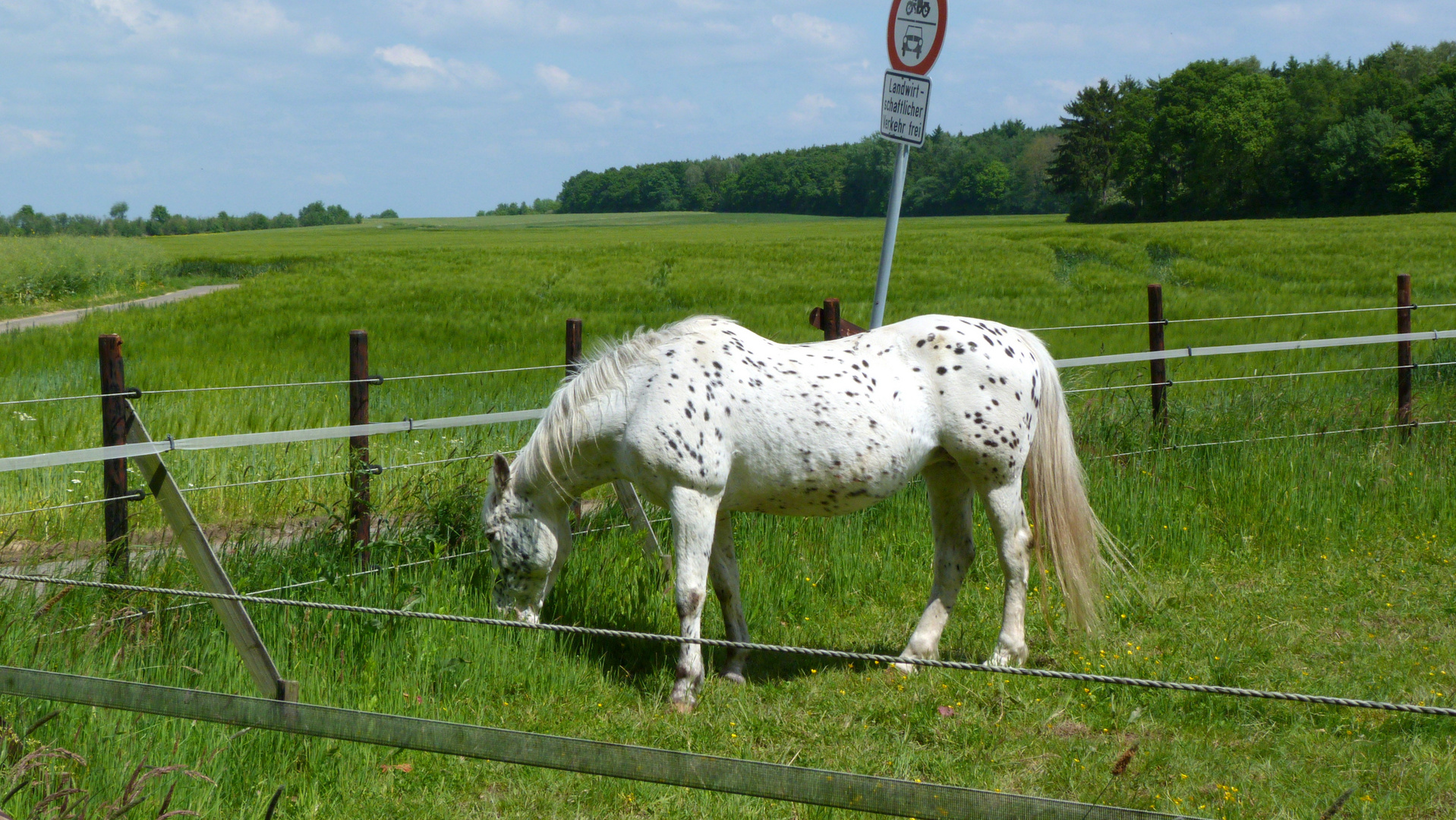 friedliches Grasen