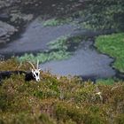 Friedliches Grasen in den Wicklow Mountains