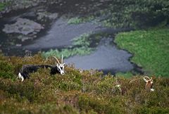 Friedliches Grasen in den Wicklow Mountains