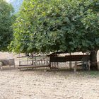 Friedliches Grasen während der Wanderung