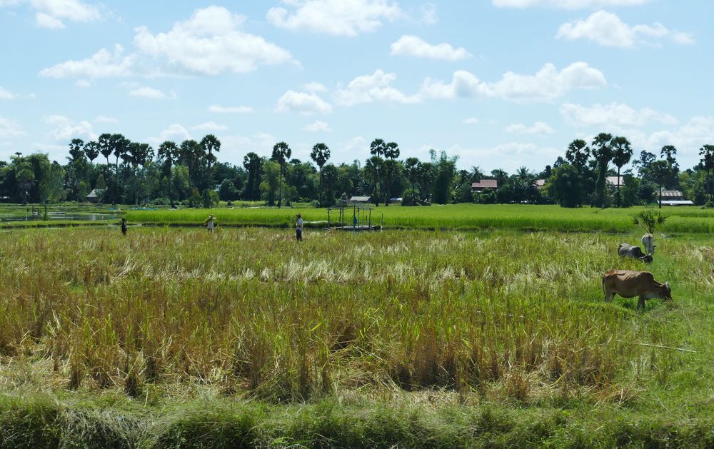 ...friedliches Leben auf den Feldern Cambodia`s...