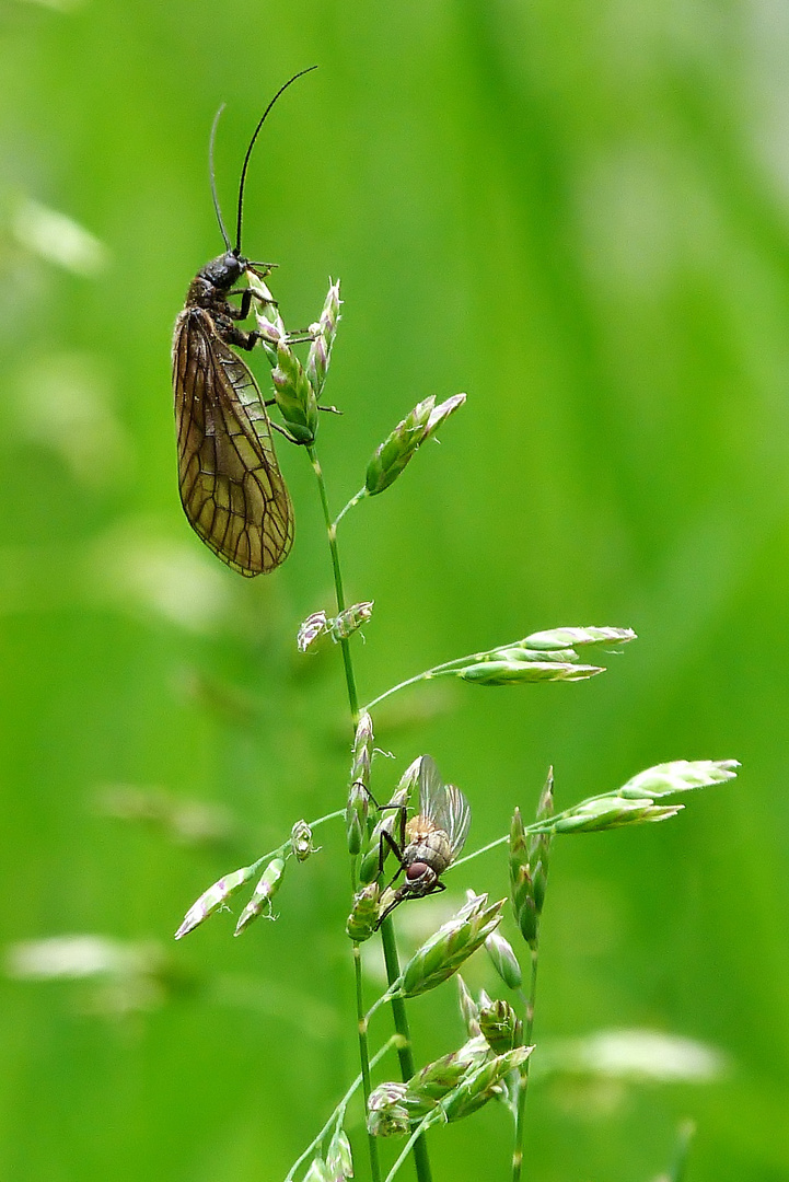 Friedliches Miteinander