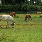 friedliches Mittags-Grasen