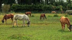 friedliches Mittags-Grasen