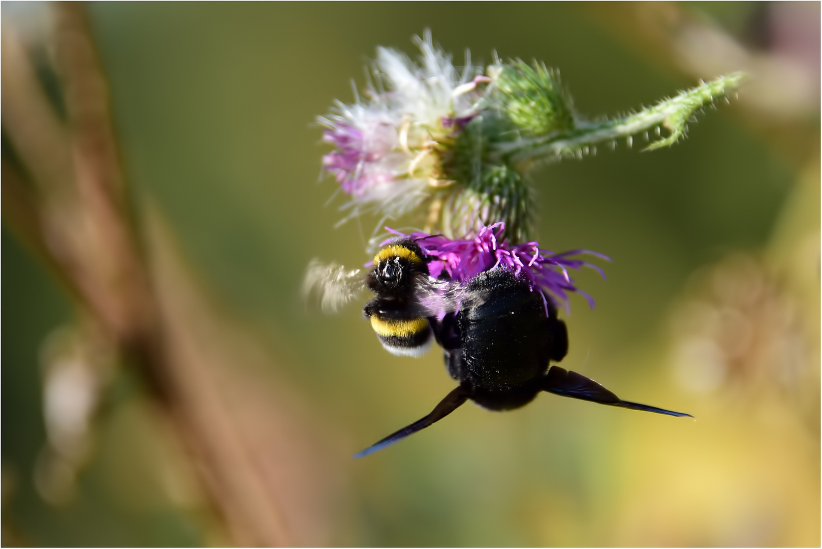 friedliches Nebeneinander