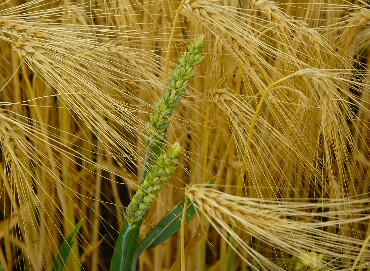 Friedliches Nebeneinander