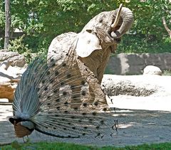 friedliches NEBENEINANDER....(Basler ZOO)