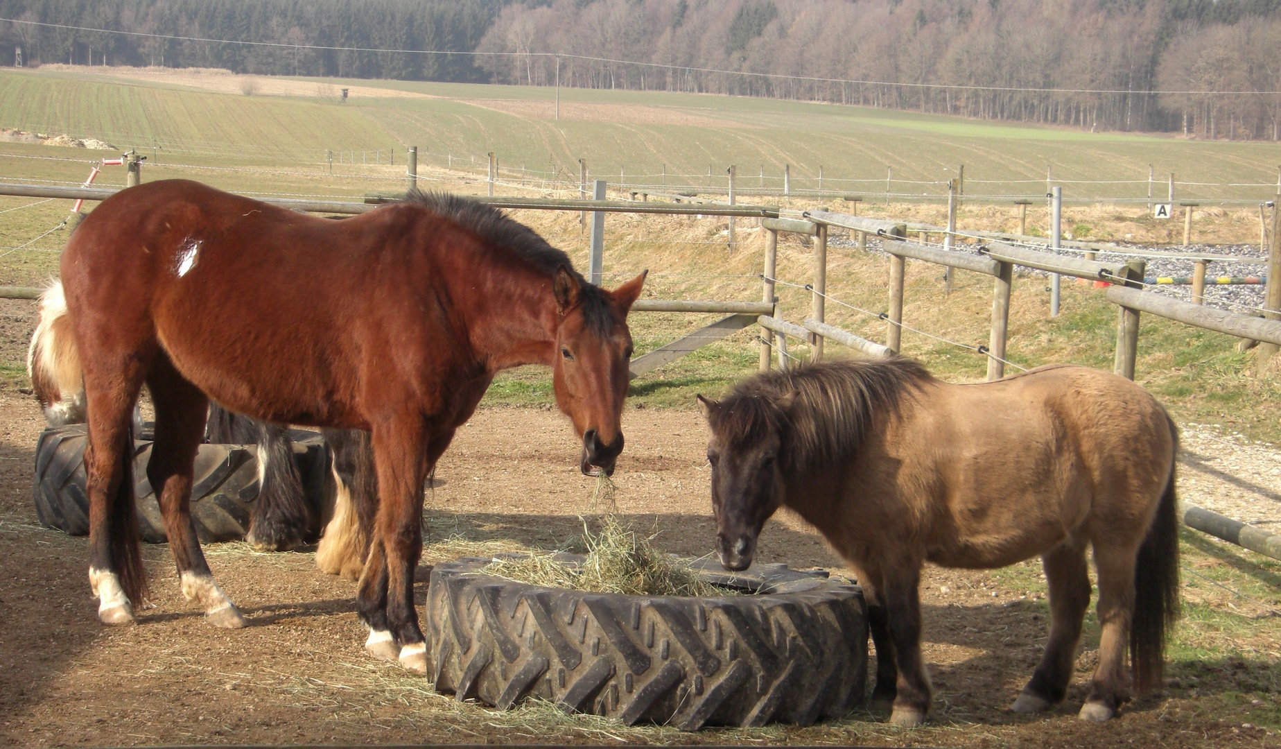 Friedliches Pferdeleben