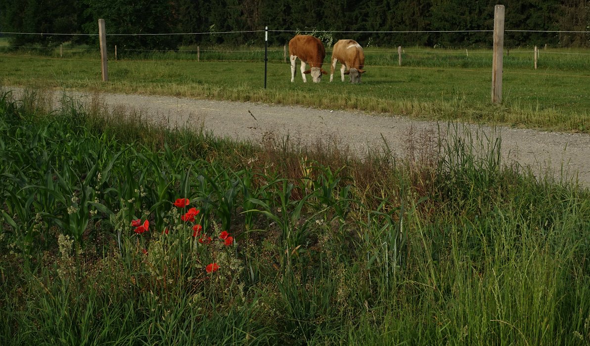 FriedMohnTag