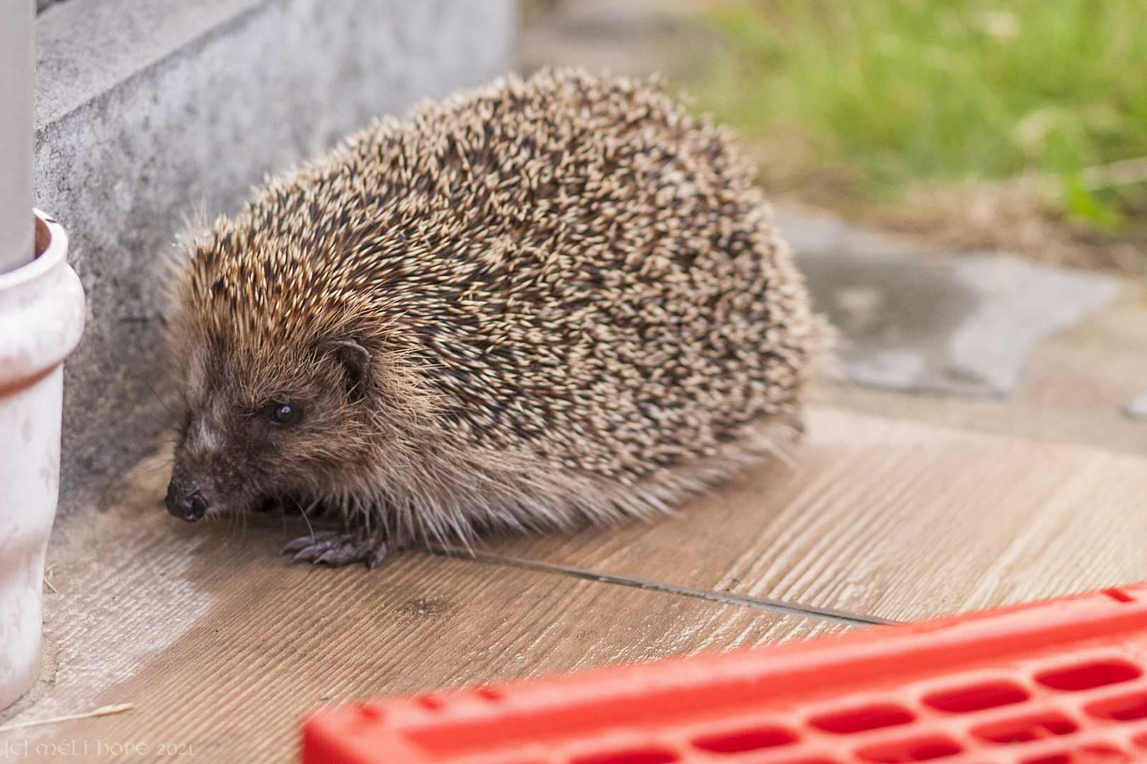 Friedrich der Igel