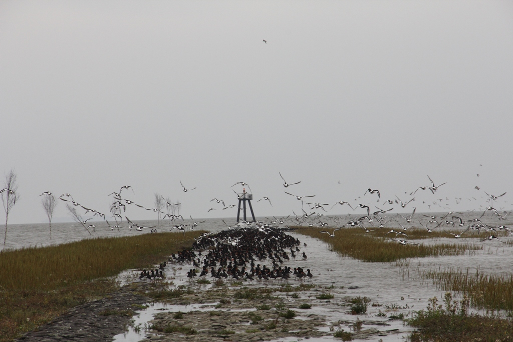 Friedrichskoog, Nordsee, Möwenbank