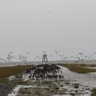 Friedrichskoog, Nordsee, Möwenbank