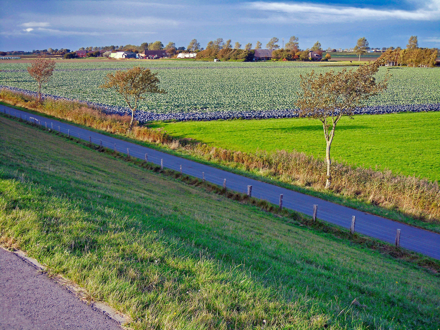 Friedr.koog/Hafen - Kohlfelder achtern Diek