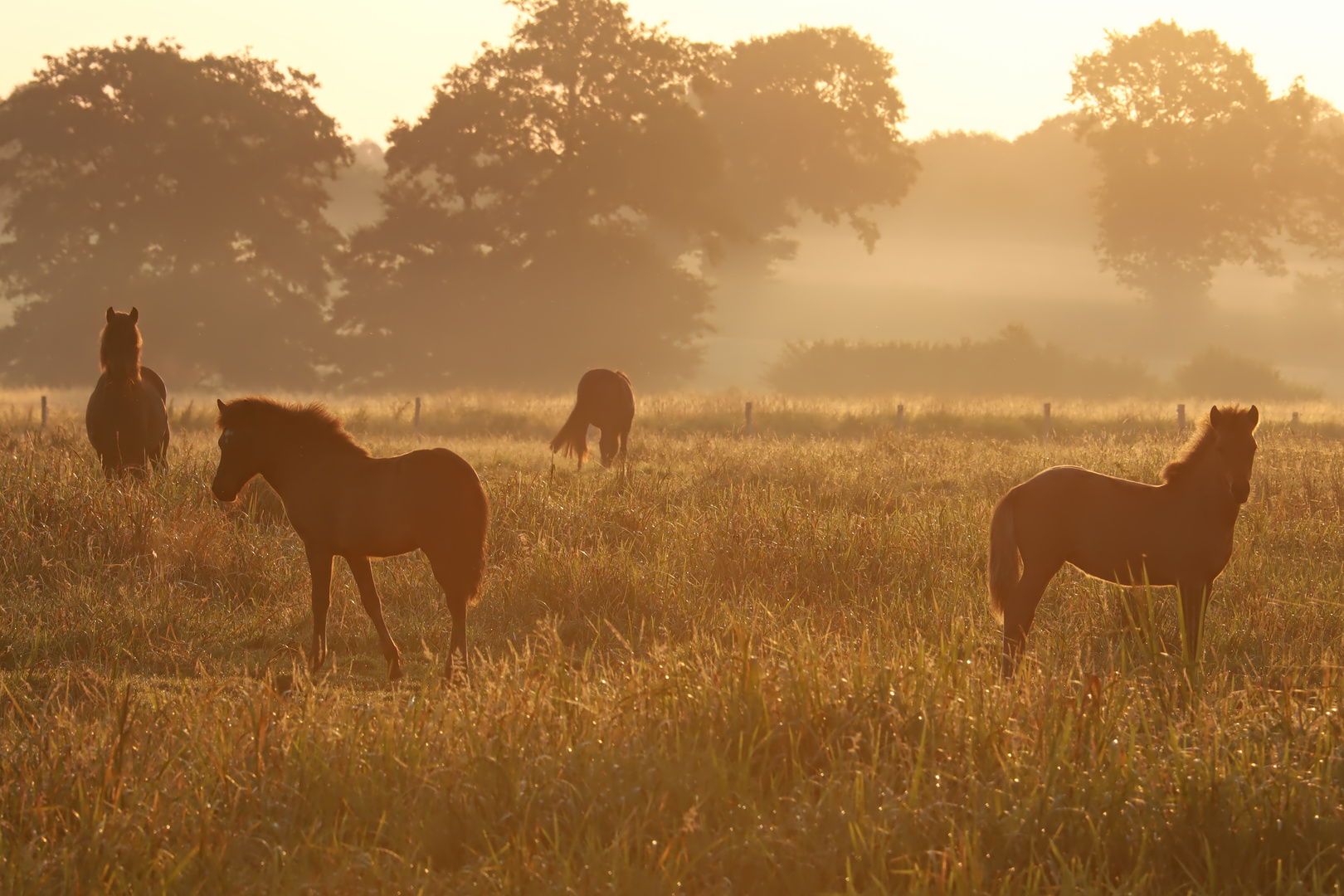 friedvolle Zeit auf der Weide  -  peaceful time at the meadow