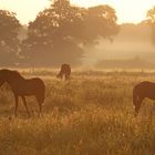 friedvolle Zeit auf der Weide  -  peaceful time at the meadow