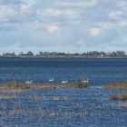 Friedvoller Bodden