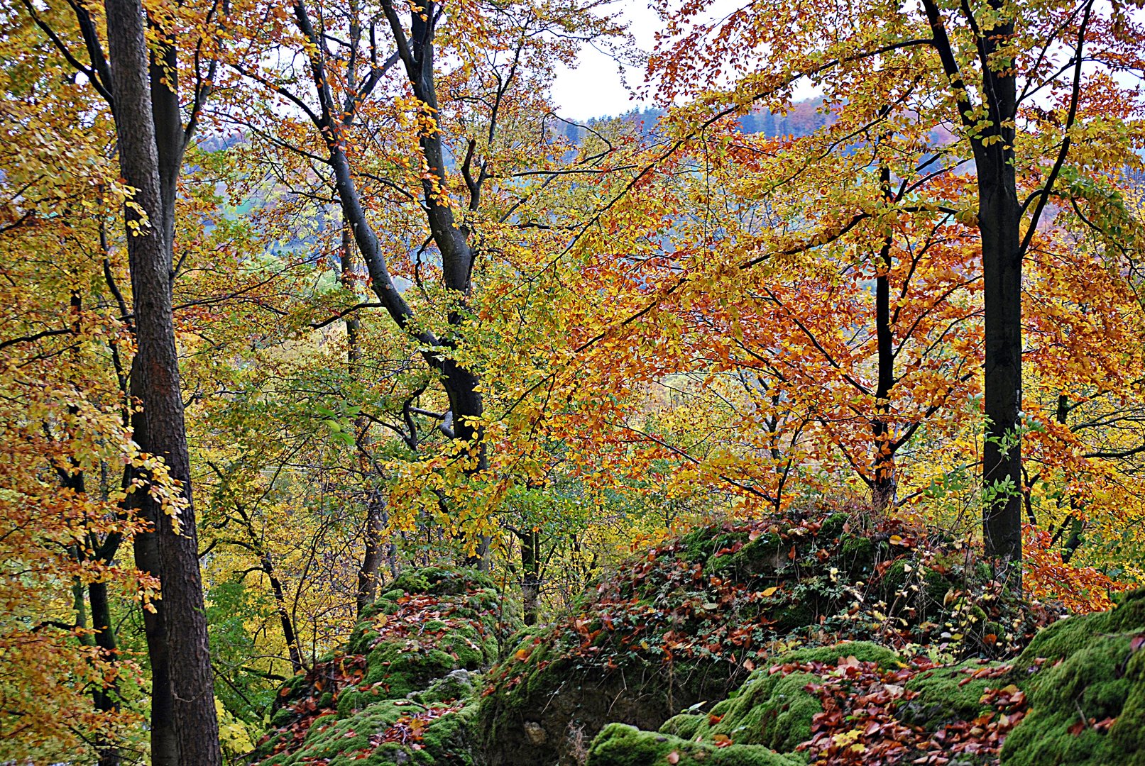 Friedwald ...