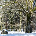 Friedwald der Fürsten zu Ysenburg und Büdingen