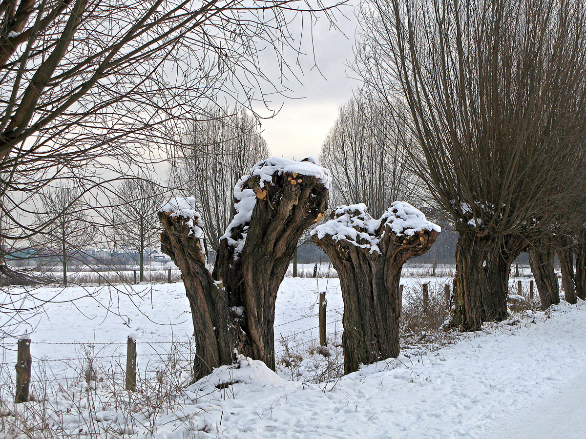 Friemersheimer Rheinaue im Winter