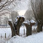 Friemersheimer Rheinaue im Winter