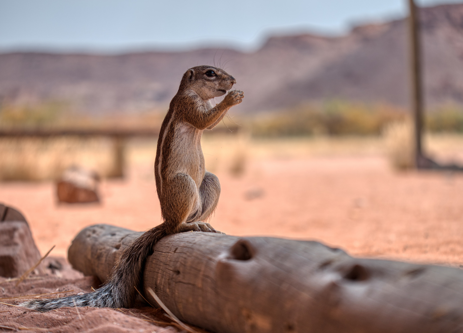 Friend in the desert