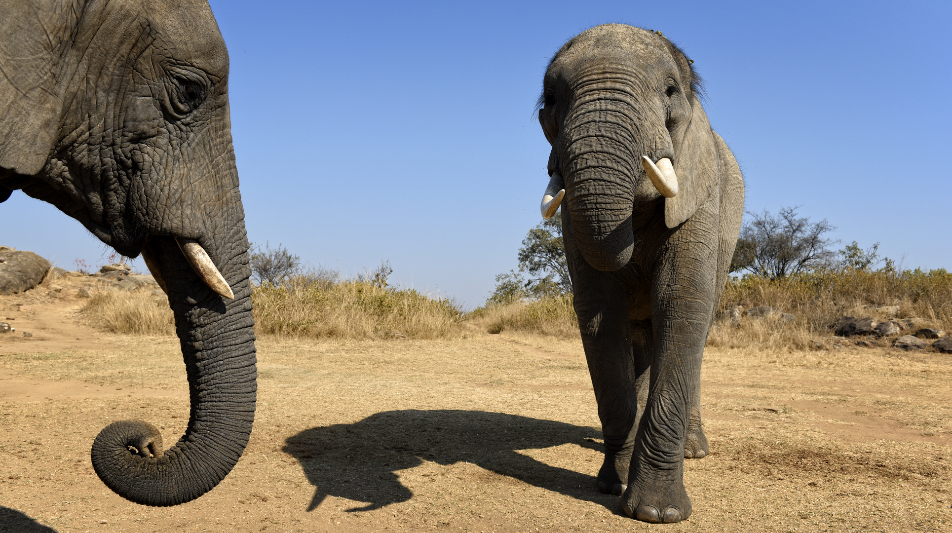 friendliy elefants