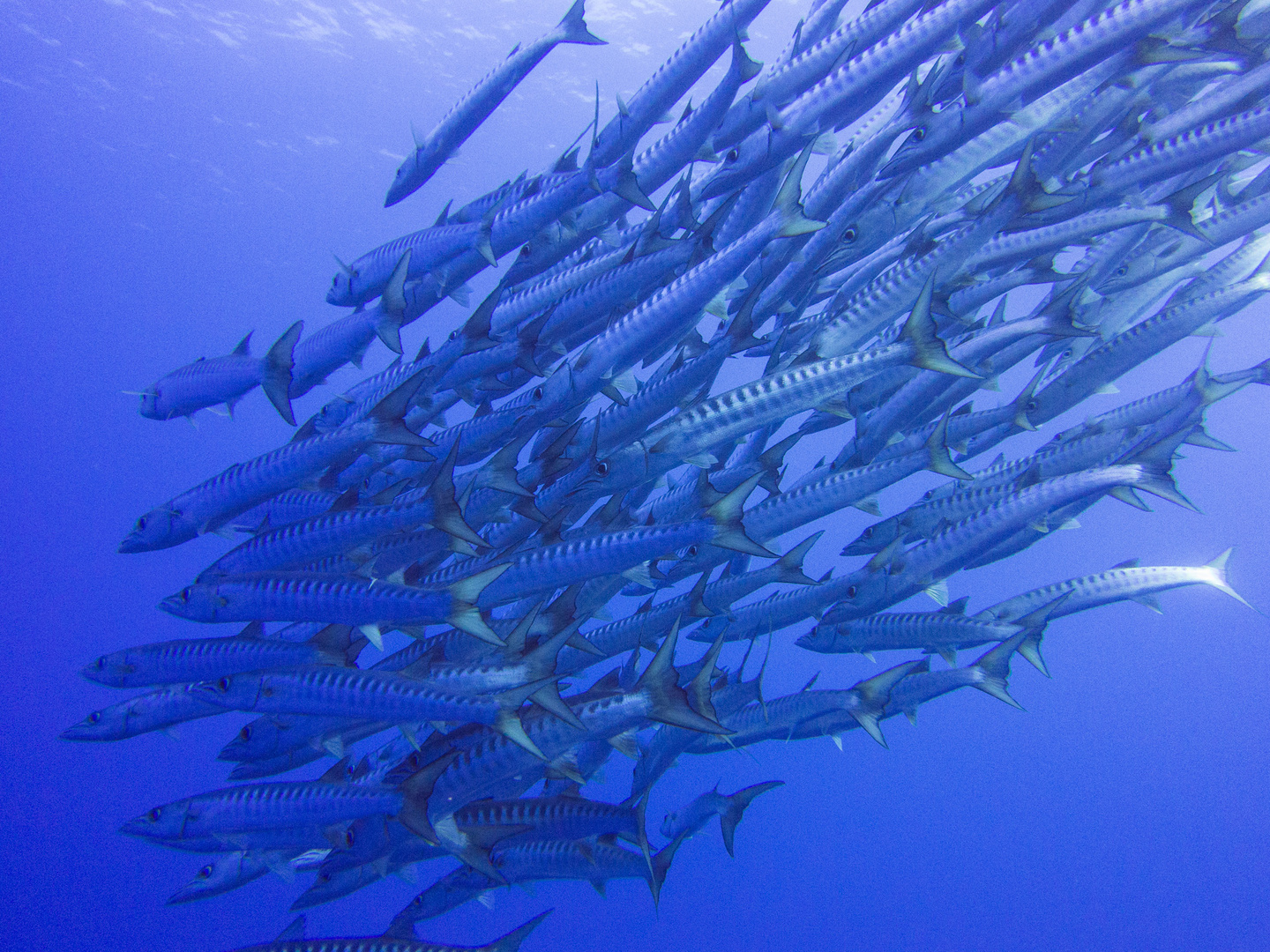 friendly Barracudas