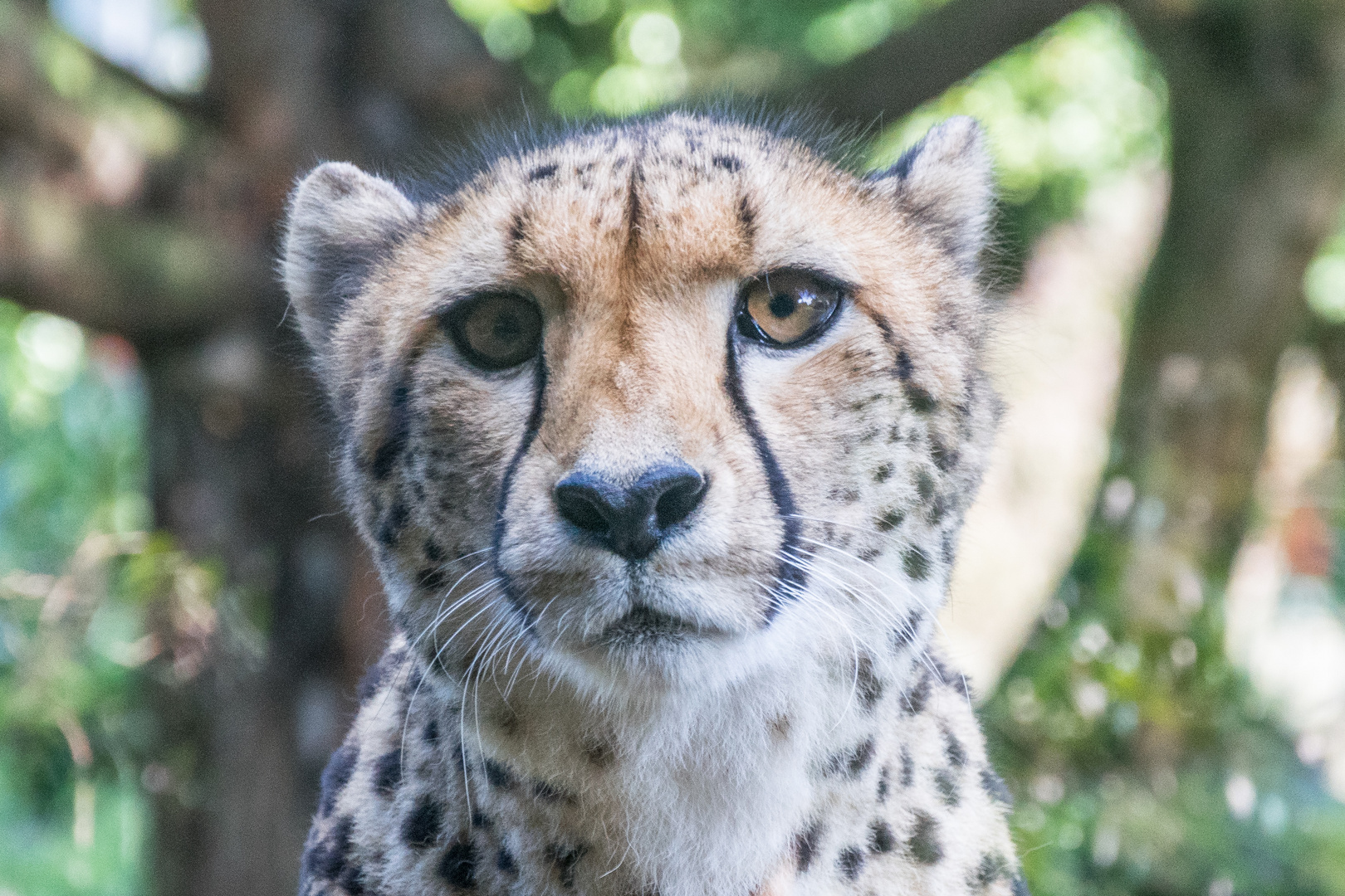 Friendly Cheetah