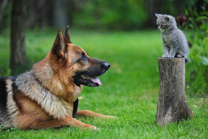 friendly dog n baby cat