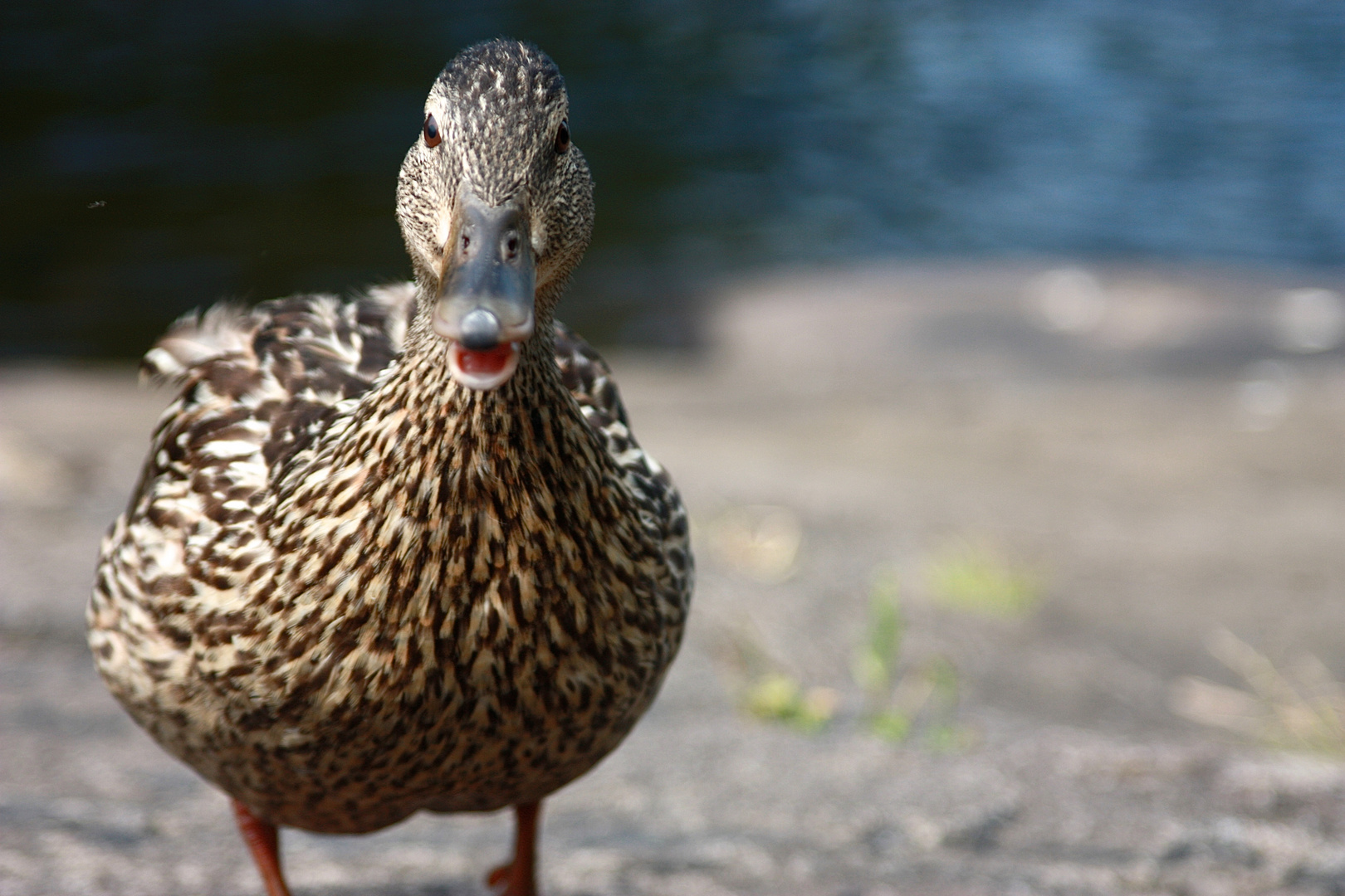 Friendly duck