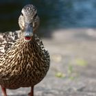 Friendly duck