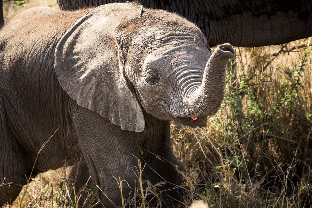 FRIENDLY ELEPHANT