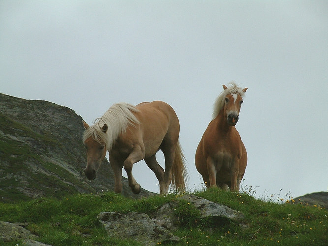 Friendly Horse