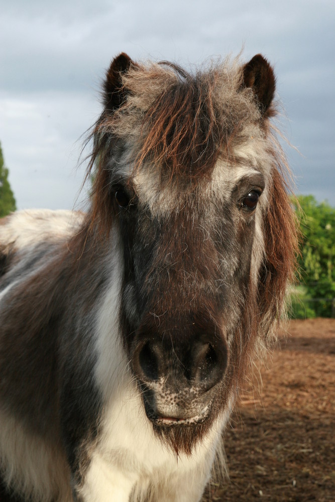 friendly Pony