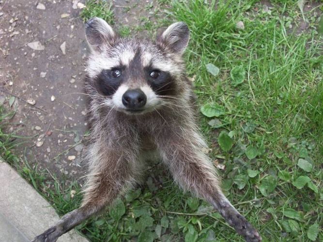 Friendly racoon