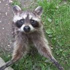 Friendly racoon