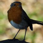 friendly robin