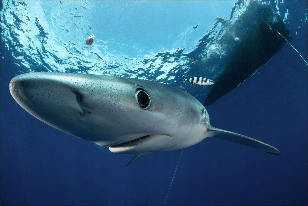 Friendly Shark Foto & Bild azoren, nature, world Bilder auf